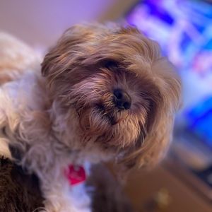 Meet your Posher, Bonney